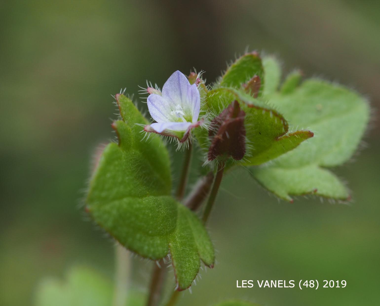 Speedwell, Ivy-leaved